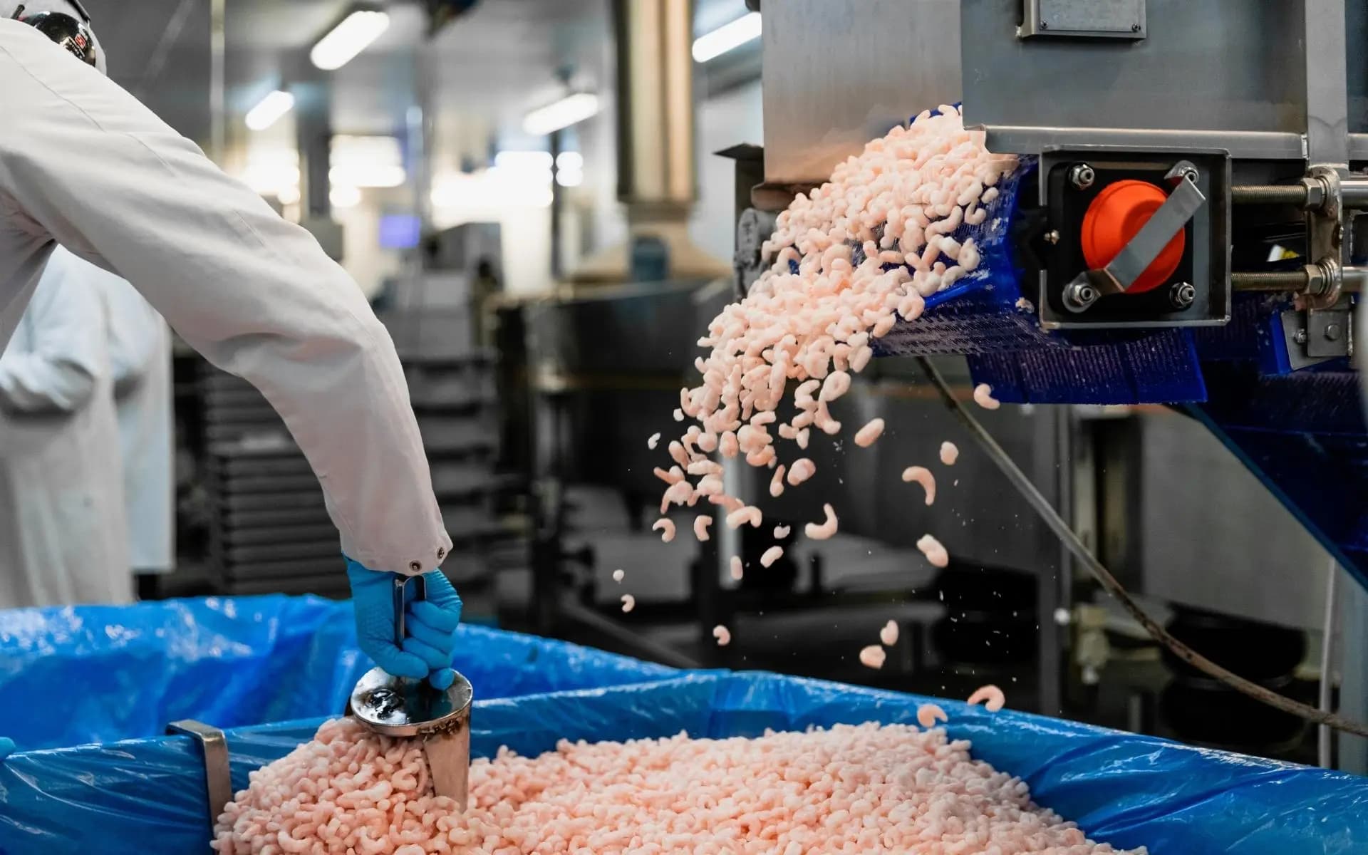 Cold water prawn processing at Sykes factory in Sefton Liverpool