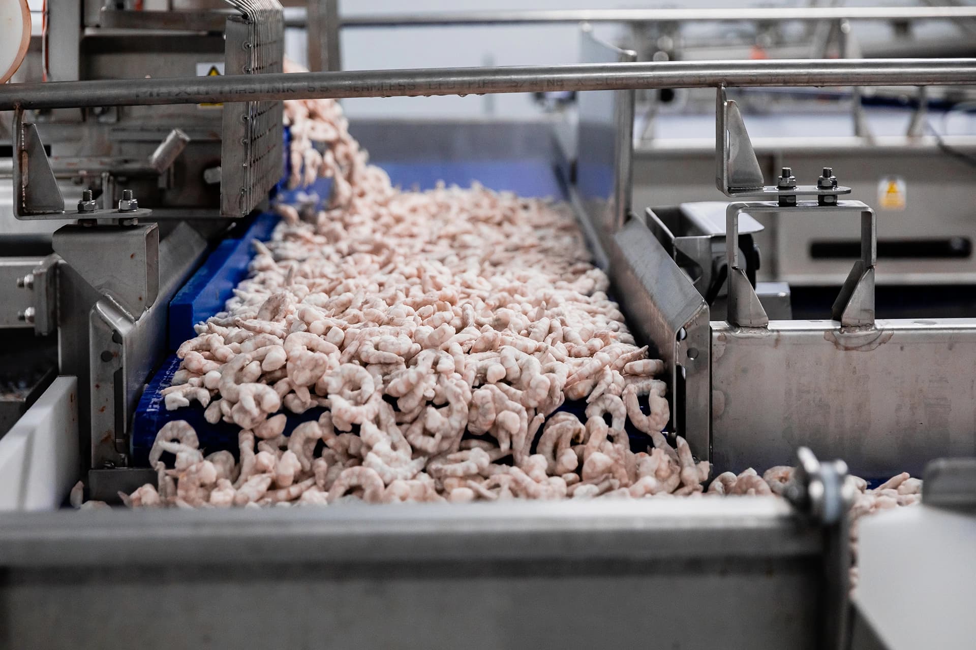 Peeled and deveined frozen king prawns in factory